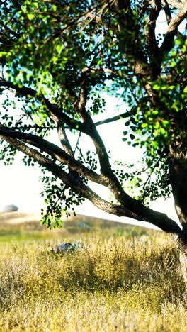 a tree standing in a field of grass