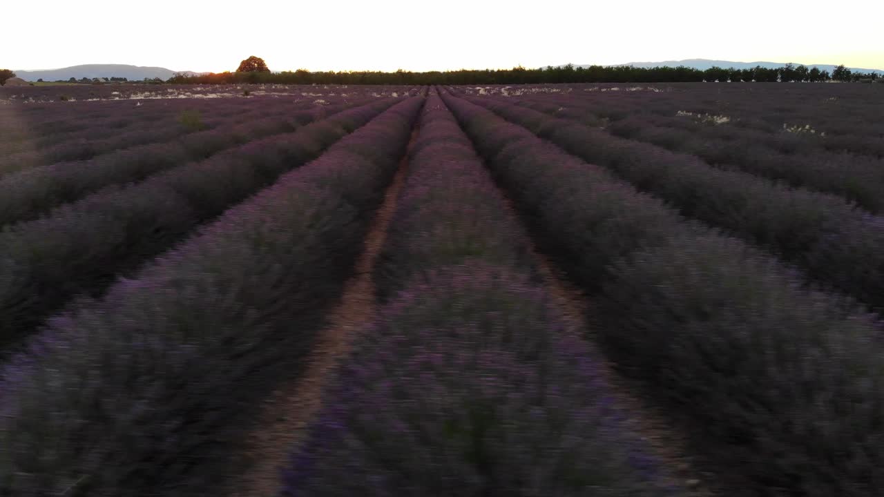 Horizontale dronebeweging boven een lavendelveld tijdens zonsondergang.