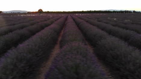 Movimiento-Horizontal-De-Drones-Sobre-Un-Campo-De-Lavanda-Durante-La-Puesta-De-Sol