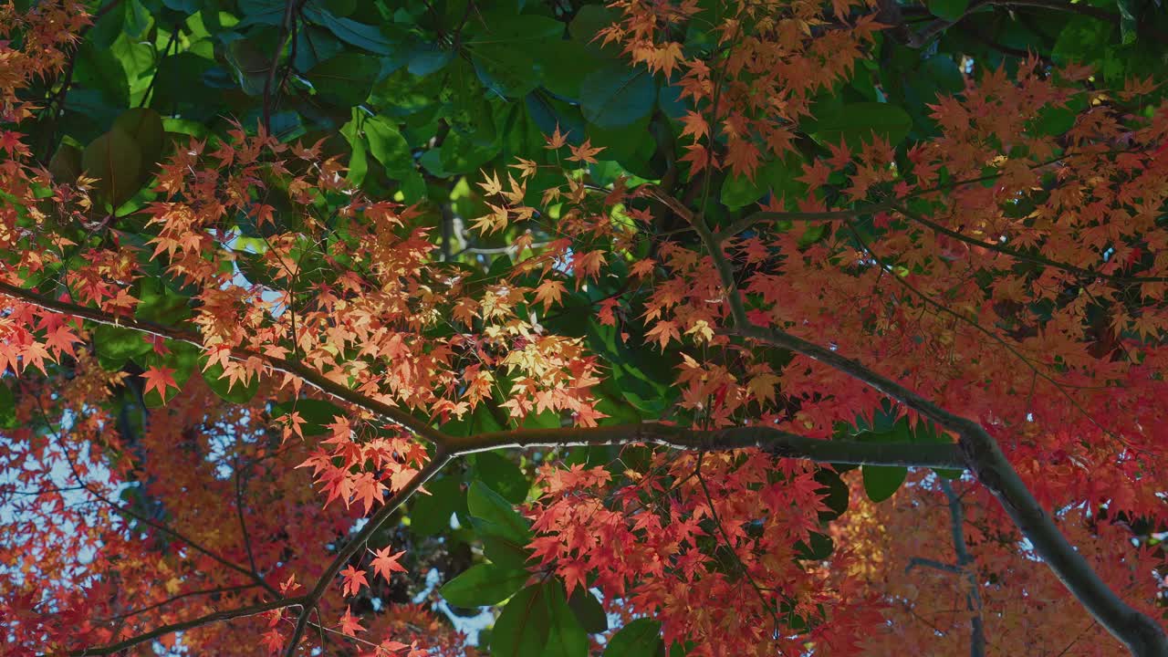A dynamic shot of colorful Japanese maple leaves in shades of red and orange, gently blurred to capture the movement of swaying branches in a sunlit autumn forest