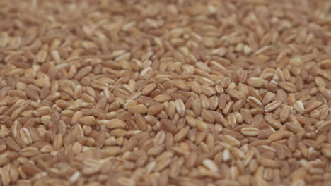 wheat spelt grain,
organic agriculture