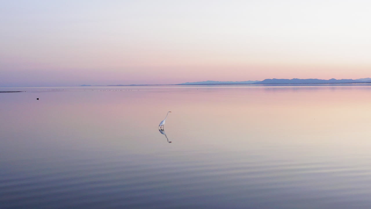 Cinematic view of a white Great Egret standing peacefully in the calm reflective waters of the Salton Sea during a soft pink sunset