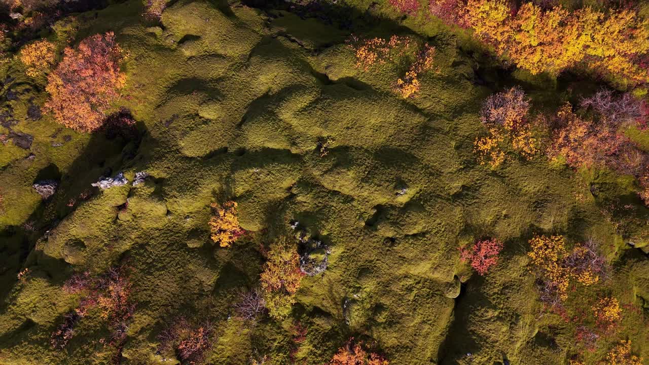 Autumn colours over green thick carpet of woolly fringe moss covered lava field, rocks and trees with glowing yellow red foliage. Drone birds eye lift