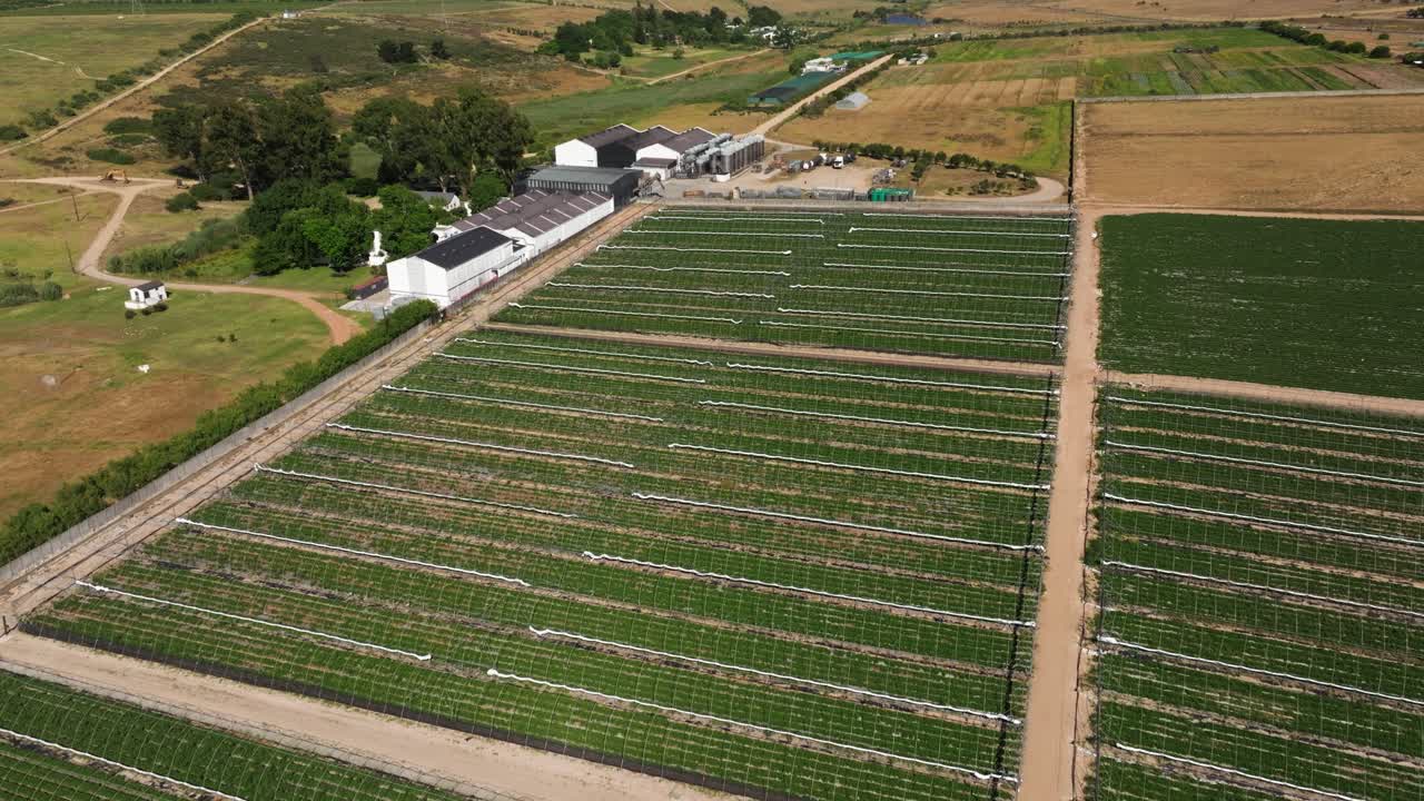 딸기 농장 위의 새의 눈으로 볼 수 있는 시골 풍경