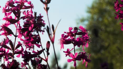 primer plano de las flores rosadas vibrantes