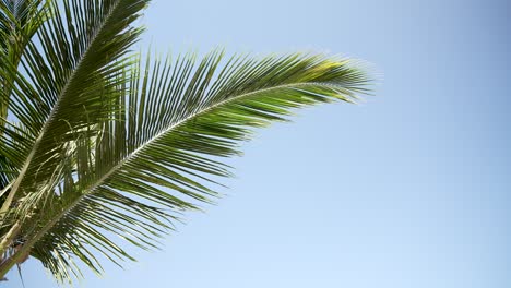 una vibrante hoja de palma tropical se balancea suavemente en el viento contra un cielo azul claro, evocando una sensación de relajación y tranquilidad