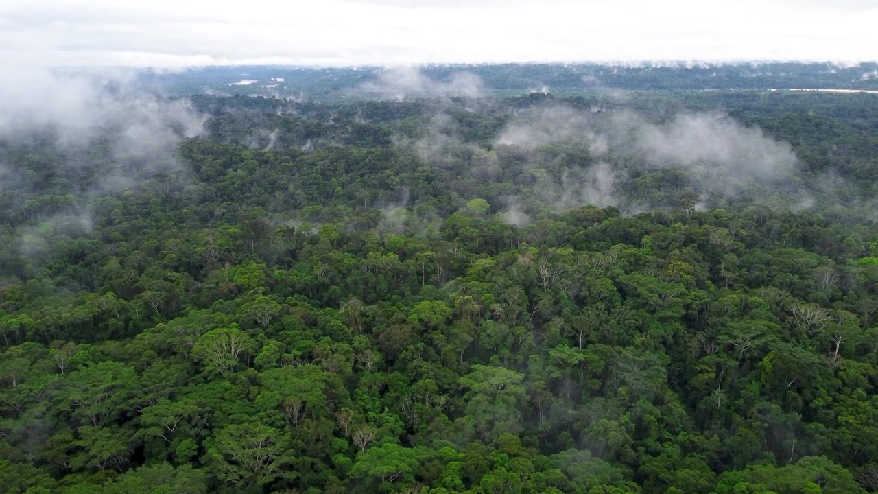 Aerial drone footage of low clouds drifting slowly across the treetops of the Amazon rainforest in Ecuador, revealing endless green canopy toward the horizon.