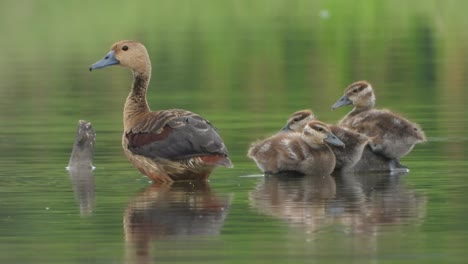 whistling duck fathers - relaxing