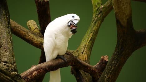 la cacahuete blanca comiendo