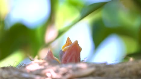 Black-bird-in-a-nest-feeding-baby-birds