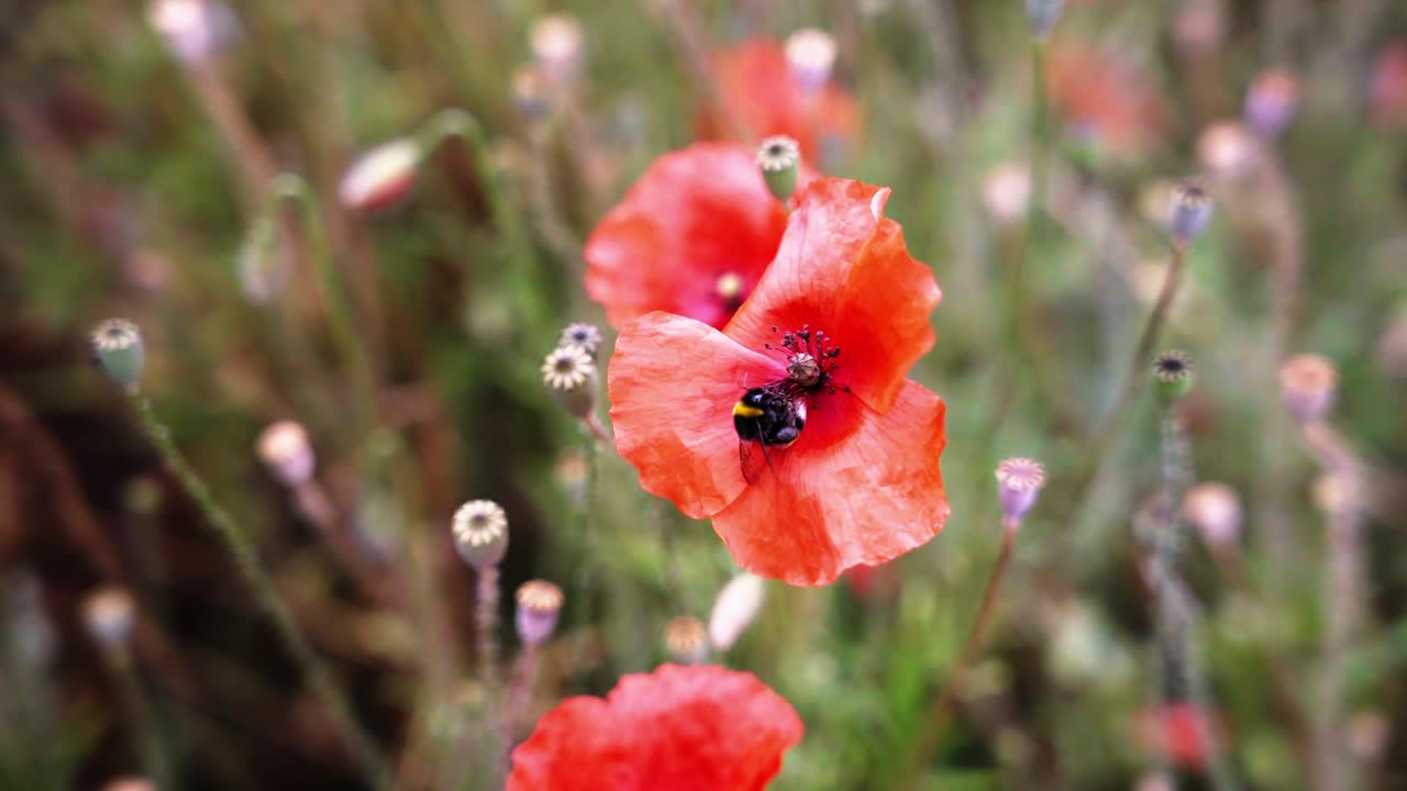 Makro sakte film av humle som pollinerer rød valmue i Dordogne, Frankrike