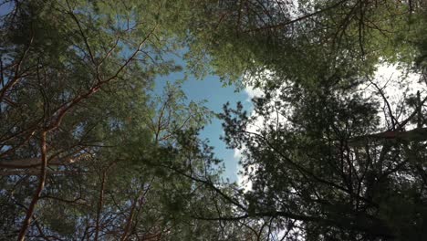 Low-angle-shot-looking-up-at-trees-in-forest-in-countryside-in-Spain