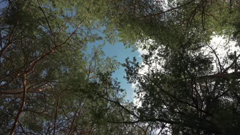 low angle shot looking up at trees in forest in countryside in spain