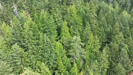 panning aerial of a dense evergreen forest in