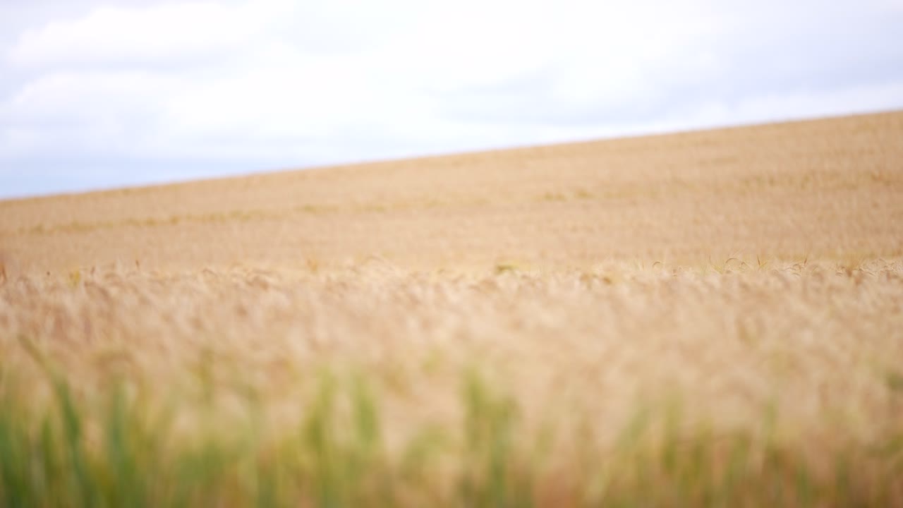 Wide shot with focus pull over wheatfield in the UK on a cloudy day