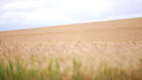 Wide-shot-with-focus-pull-over-wheatfield-in-the-UK-on-a-cloudy-day