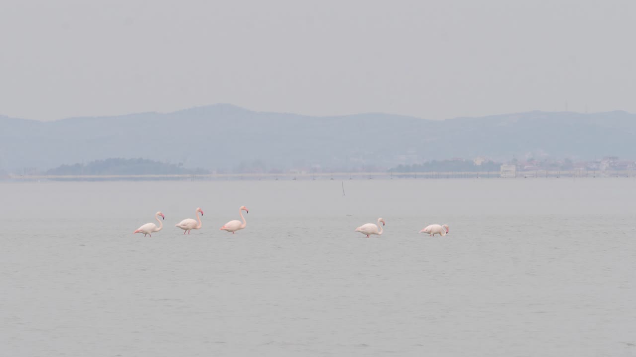 플라밍고 의 야생 무리 가 바다 에서 한 줄 로  ⁇ 고 있다