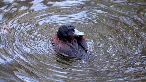 a duck preening itself in the water