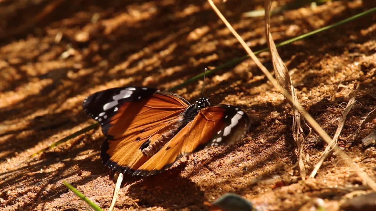 mariposa encontrando sombra del sol del desierto