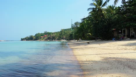 dog walking along the tropical sandy shore with palms