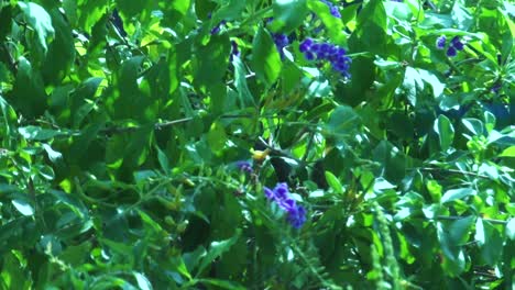 Two baby Mocking birds cry for food while hidden in a lush bush