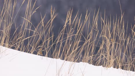 Goldenes-Grasschilf-Auf-Einer-Gefrorenen-Landschaft