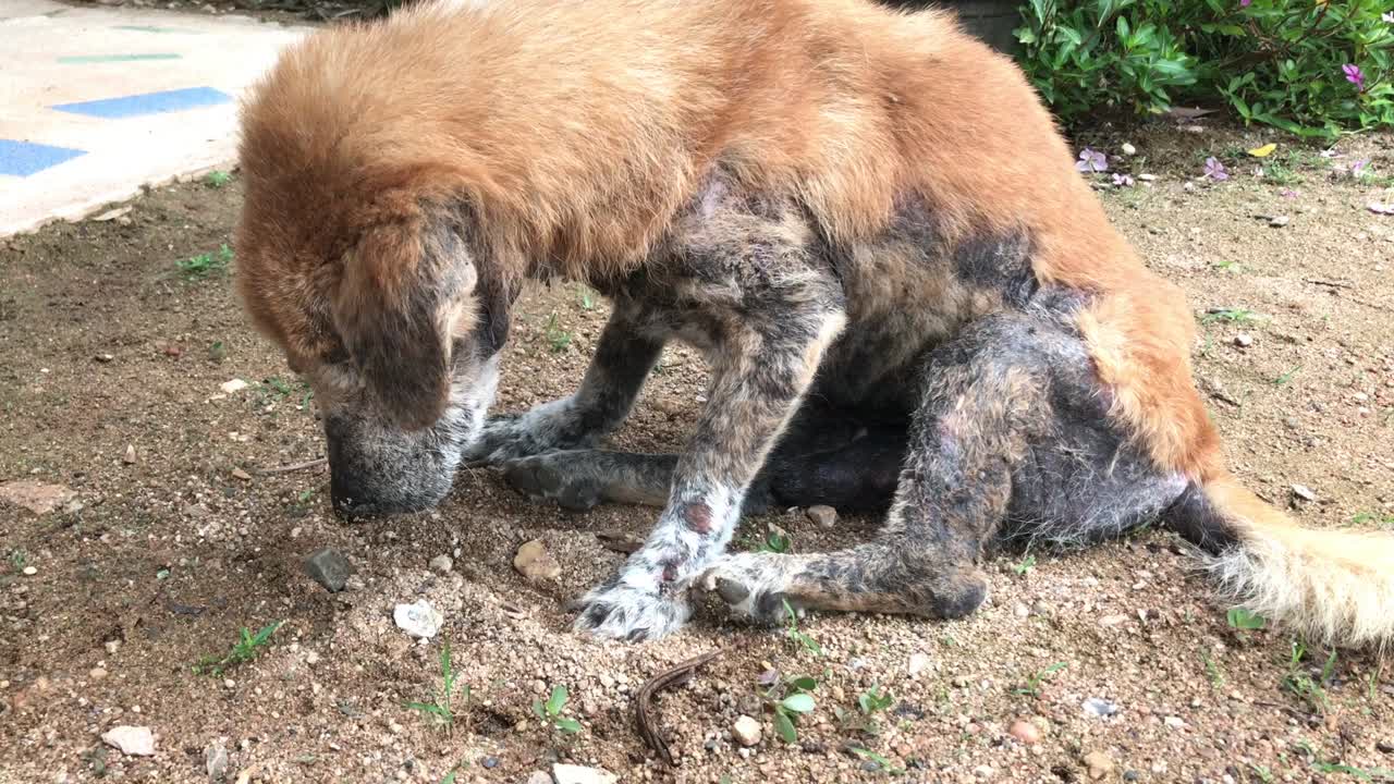 Cane tailandese anziano