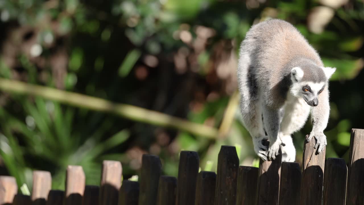 나무 울타리를 따라 조심스럽게 는 레무르