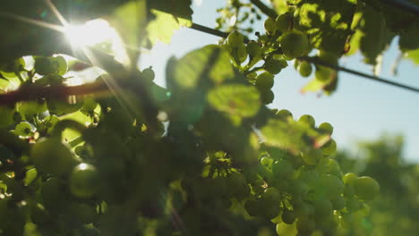 grapes on the vine blowing in the wind as the sun backlights them with a lens flare peaking between the leaves on a sunny day