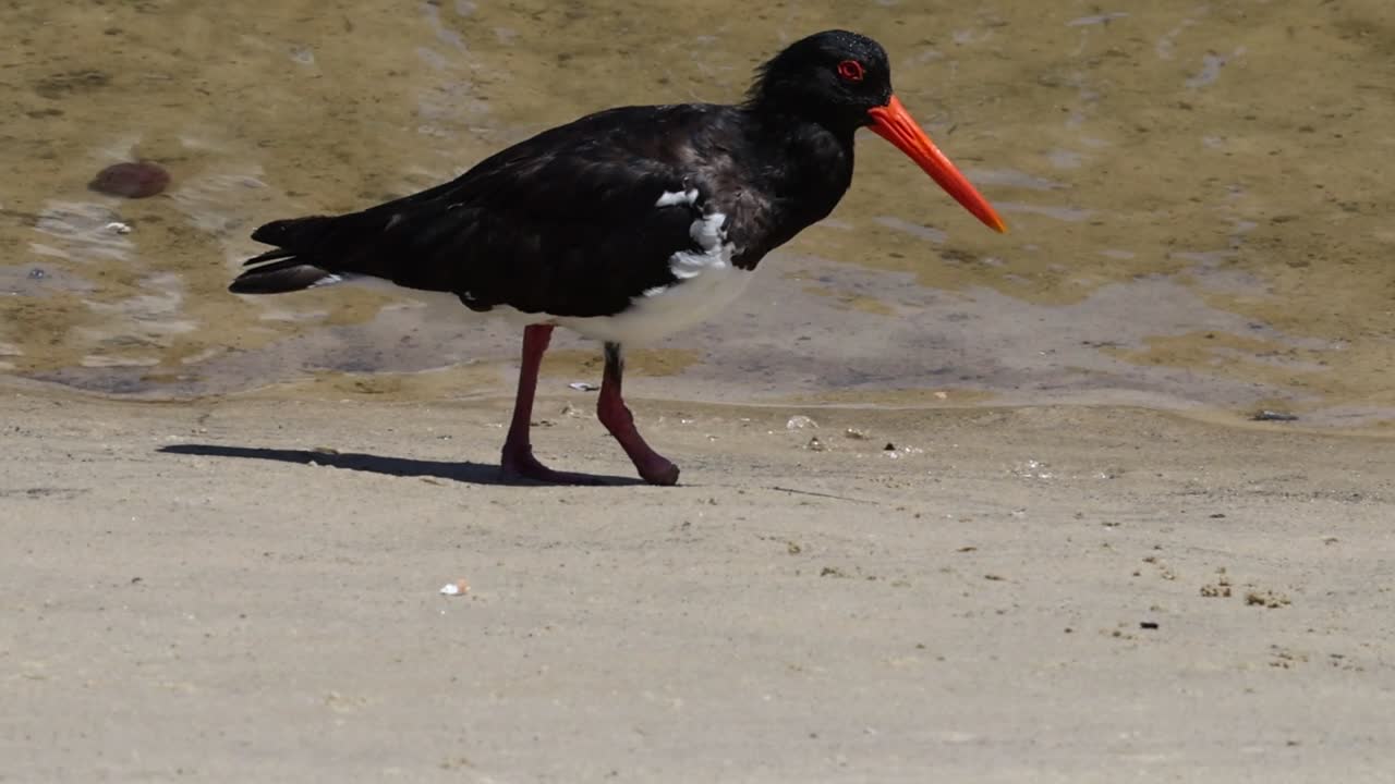 An oystercatcher with a bright red beak walks along a sandy beach near the water's edge.