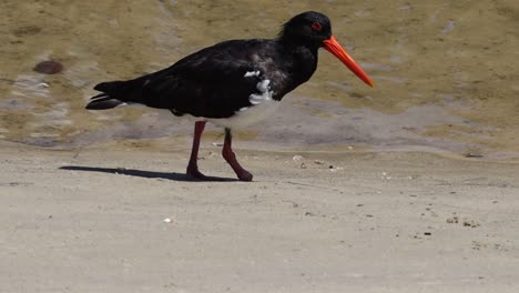 an oystercatcher with a bright red beak walks along a sandy beach near the water's edge.
