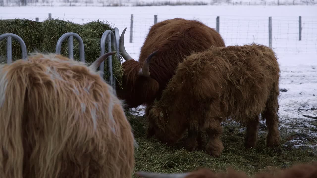 Bovini domestici delle Highland che mangiano fieno