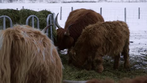 domestic highland cattle eating hay