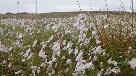 tilting shot of a wind turbine and bog cotton plant by a wind farm