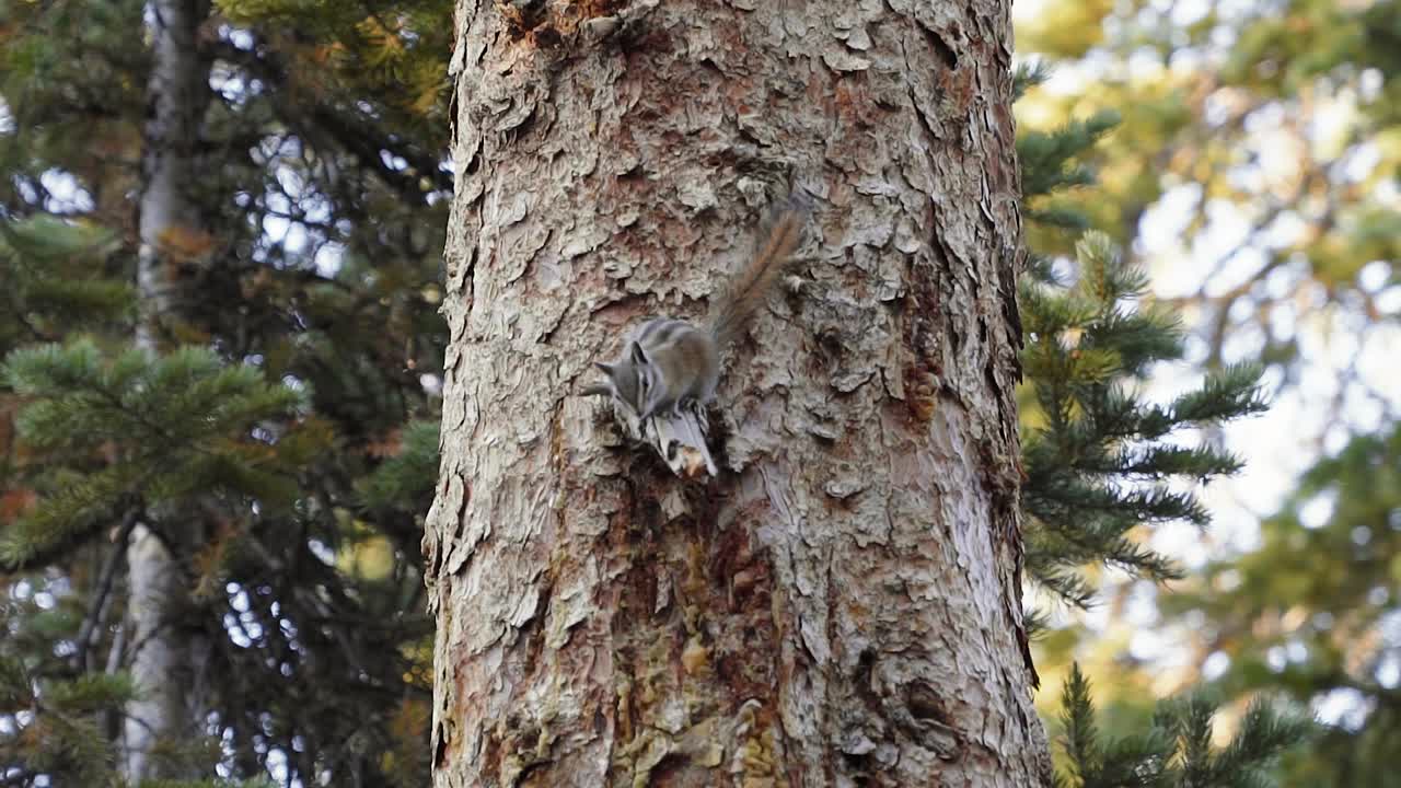 cerrar la toma en cámara lenta de una linda ardilla tupida parada al lado de un gran pino interesado en algo debajo y agitando su cola desde un hermoso campamento en utah en una mañana de verano