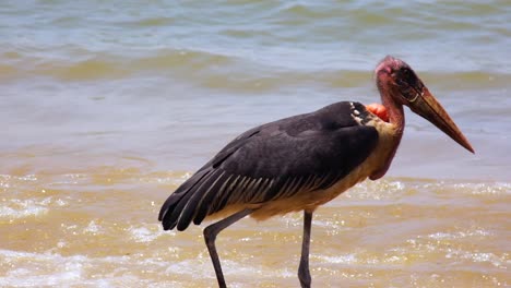 una cigüeña marabú camina cerca de la costa en uganda áfrica