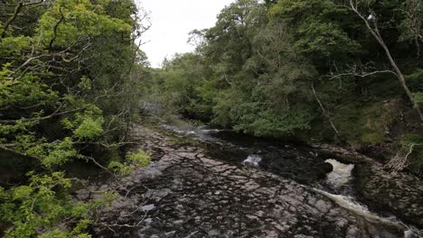 serene river flowing through lush forest