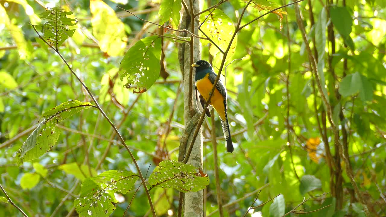 imágenes en tiempo real de un pájaro dorado, azul y negro en una selva tropical en panamá, encaramado en una rama y luego tomando vuelo - trogon violáceo