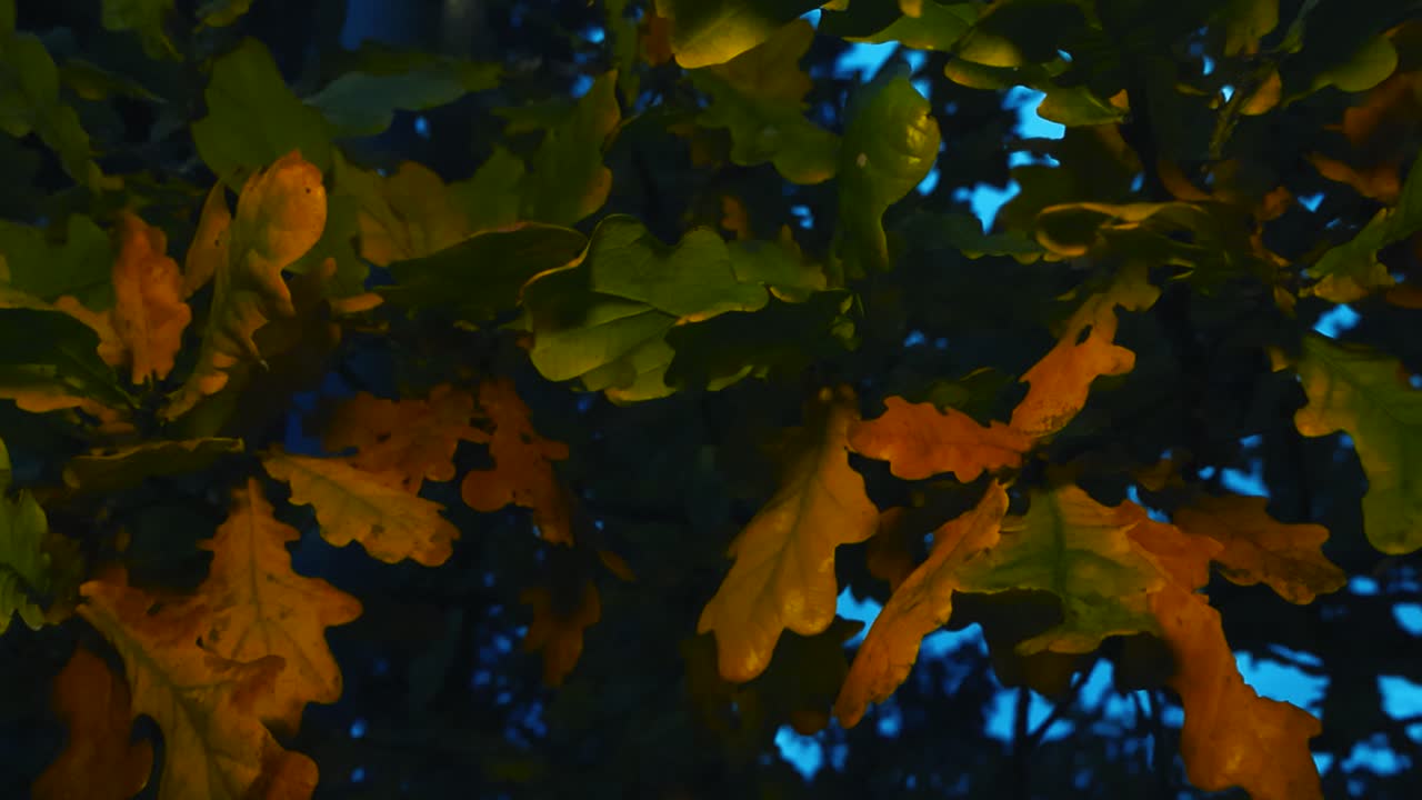 Closeup slow motion gliding over colorful autumn oak leaves in focus at nighttime. Shaded tree branches leaves. Deep blue night sky visible through the dark canopy in shallow depth of field backdrop