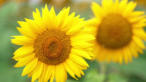 heavy bee full of pollen flies from one seed flower to another. beautiful bright sunflowers blossoming in summer. close up.