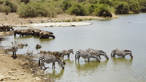 Zebra-And-African-Buffalo-At-Waterhole-In-Nairobi-National-Park