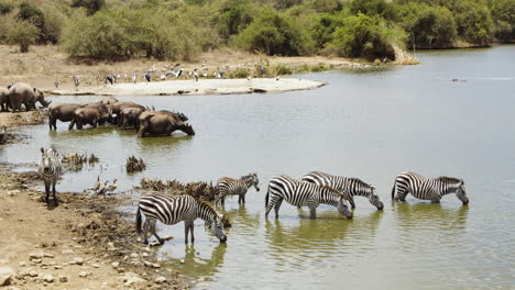 cebra y búfalo africano en un pozo de agua en el parque nacional de nairobi