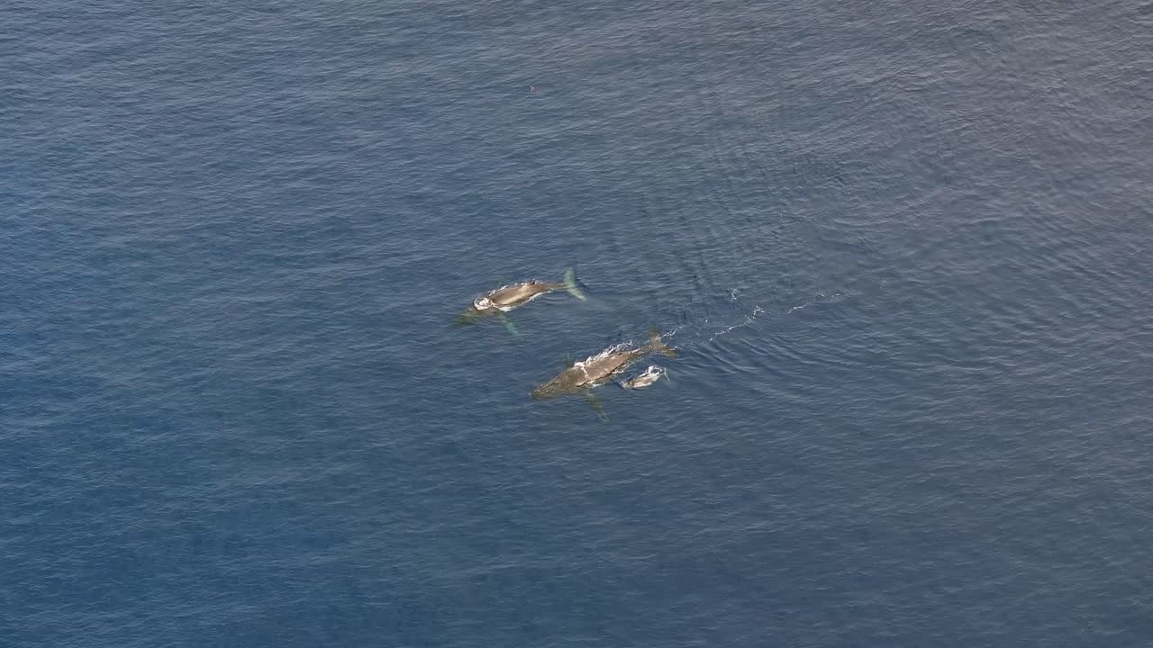 Whale Watching - Family Of Humpback Whales On The Sea Surface At Vavaʻu Island In Tonga