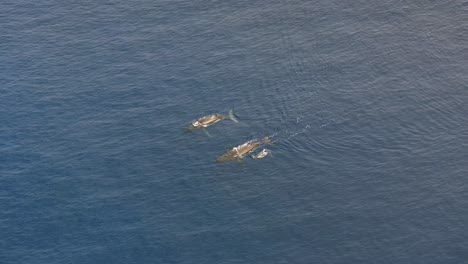 whale watching - family of humpback whales on the sea surface at vavaʻu island in tonga