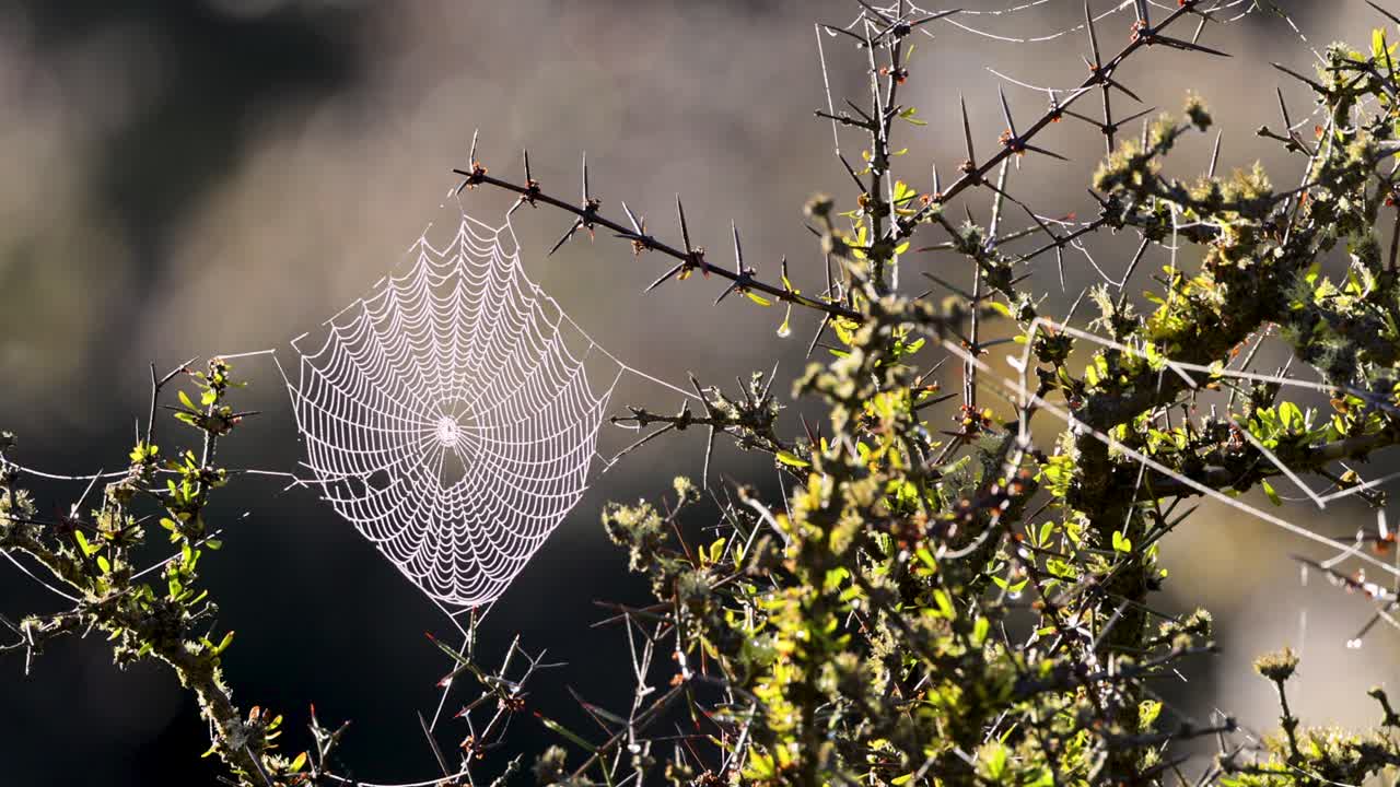 A spider web delicately woven among branches, illuminated by sunlight, creating a serene and natural scene