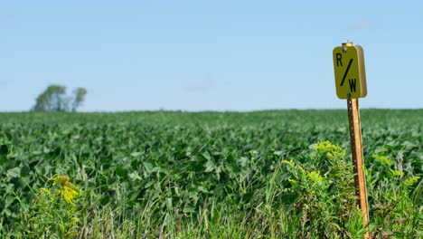 Agricultural-corn-field-on-Wisconsin-farmland-blowing-in-the-wind,-yellow-sign-in-foreground,-distant-tree-in-background