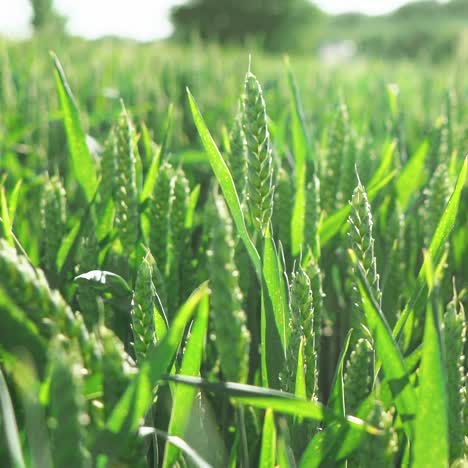 female hand touch wheat ears close-up