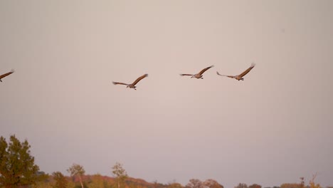 four sandhill cranes fly into the wetlands at sunset to roost for the evening