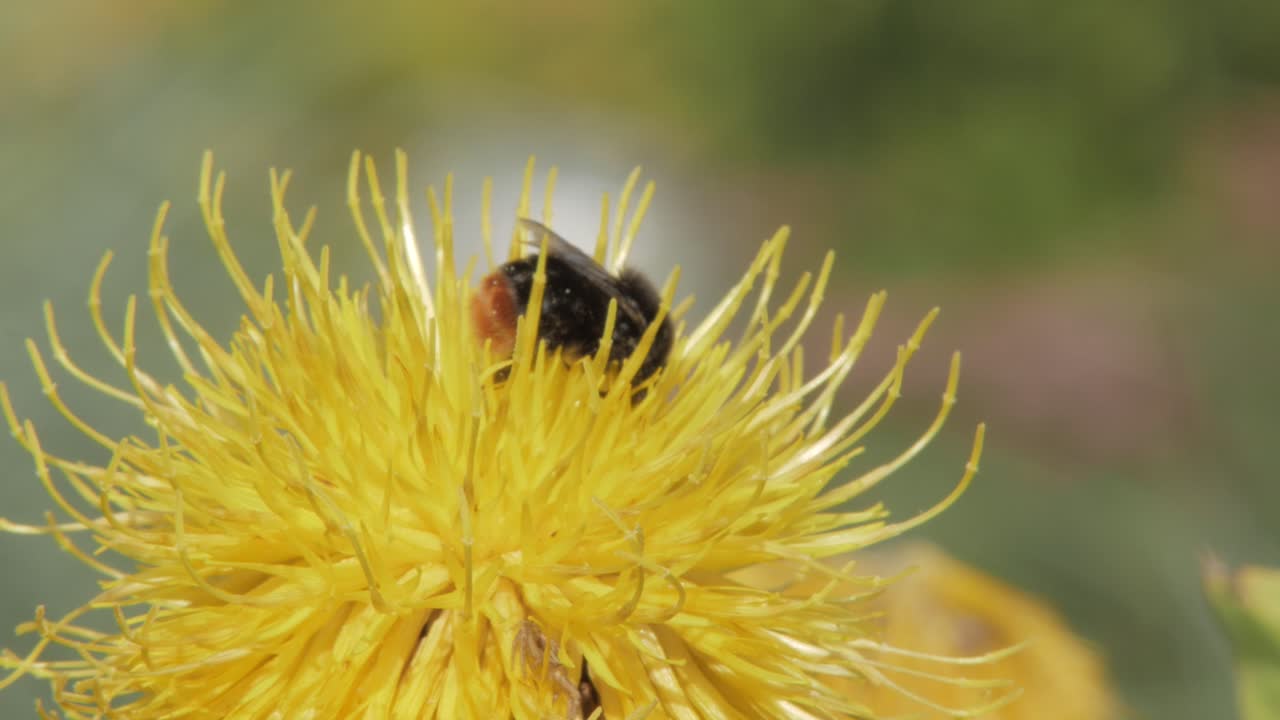 Et makronærbilde av en humle på en gul blomst på jakt etter mat.