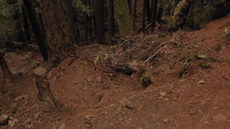 Panning-up-to-reveal-a-beautiful-majestic-forest-and-cliff-edge-on-the-trails-by-Comox-Lake-on-Vancouver-Island-in-British-Columbia,-Canada